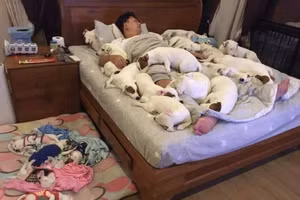 Nuôi 2 chú chó cho "vui nhà vui cửa", không ngờ 3 năm sau "tan cửa nát nhà"