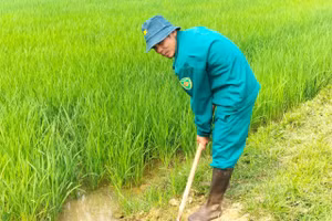 Thủy điện Bản Vẽ xả nước phục vụ chống hạn cho lúa vụ Xuân.