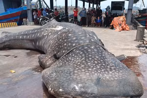 Thi thể con cá mập tại cảng cá Quỳnh Phương. (Ảnh: NDCC)