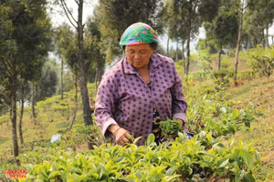 Người dân bản Huồi Khả, xã Huồi Tụ đang thu hoạch chè Shan tuyết. Ảnh: Phạm Tâm.