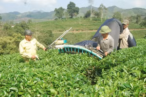 Người dân Nghệ An vươn lên thoát nghèo nhờ cây chè xanh.