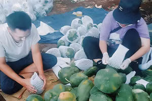 Hội viên HTX Tây Hiếu đóng gói đu đủ bán cho thương lái. (Ảnh: Phạm Tâm)