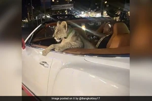 Một chú sư tử trắng ngồi trên xe ở Thái Lan.