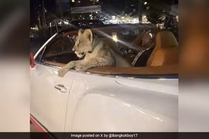 Một chú sư tử trắng ngồi trên xe ở Thái Lan.