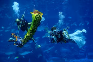 Hình ảnh những chú rồng rực rỡ qua ống kính nhiếp ảnh gia