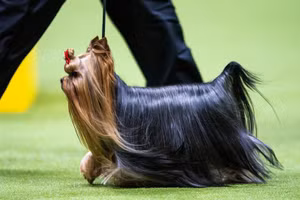 Những hình ảnh ấn tượng từ cuộc thi chó Westminster Kennel Club Dog Show 2024 