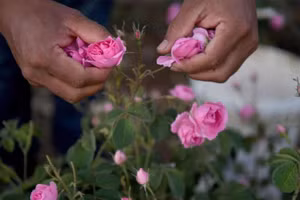 Chùm ảnh phụ nữ Taif biến hoa hồng thành vàng