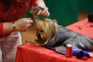 Chùm ảnh những chú chó từ khắp nơi trên thế giới tranh tài tại Anh