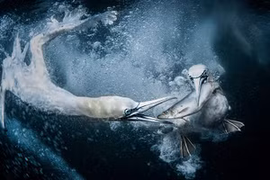 Chùm các tác phẩm xuất sắc đoạt giải thưởng Nhiếp ảnh Thiên nhiên Thế giới 2024