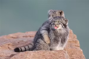 Hình ảnh động vật hoang dã được chụp với niềm đam mê