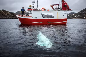 Phương Tây xôn xao vì 'gián điệp Nga' xinh đẹp trắng muốt