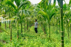 Ông Hà Văn Dũng bên vườn cau tiền tỷ của mình.