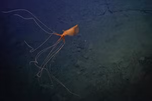 Đoạn phim đã ghi lại hình ảnh đáng kinh ngạc của một con mực vây lớn cực kỳ hiếm ở độ sâu của Đại Tây Dương. Chúng có vẻ ngoài giống người ngoài hành tinh với những xúc tu dài kỳ dị.