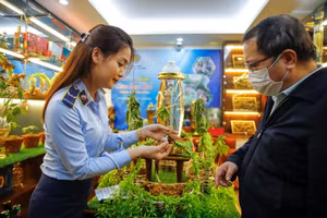 Nhận diện đúng sâm Ngọc Linh trên thị trường