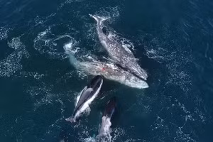 Khoảnh khắc cặp cá voi xám bị 30 con cá voi sát thủ tấn công