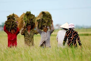 Nông hộ nghèo được hỗ trợ 100% phí bảo hiểm