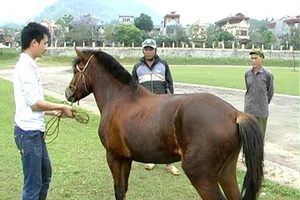 Chuẩn bị cho lễ hội đua ngựa có một không hai