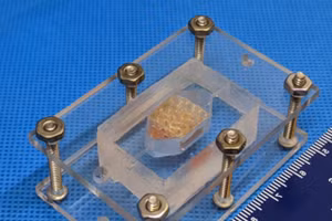 Mô gan được tạo ra trong phòng thí nghiệm của nhóm Winston đoạt giải nhất của NASA.