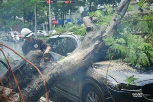  Cây xanh bật gốc đè bẹp ô tô trong trận mưa lớn tại Hà Nội