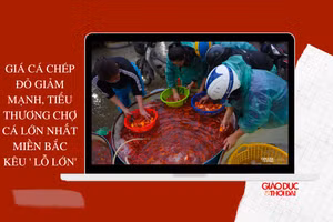 Giá cá chép đỏ giảm mạnh, tiểu thương kêu lỗ