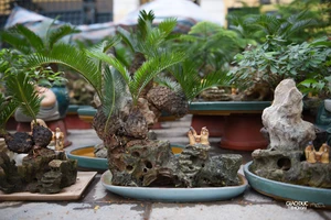 Vạn tuế bonsai hút khách ở Hà Nội dịp Tết Nguyên đán