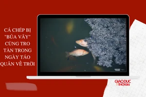 Cá chép bị 'bủa vây' cùng tro tàn trong ngày Táo quân về trời