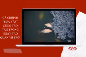 Cá chép bị 'bủa vây' cùng tro tàn trong ngày Táo quân về trời