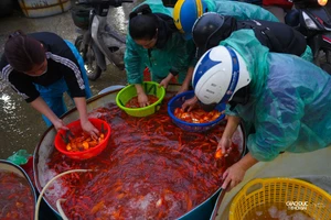 Chợ cá Yên Sở ngập sắc đỏ trước ngày ông Công ông Táo