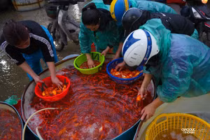 Chợ cá Yên Sở ngập sắc đỏ trước ngày ông Công ông Táo