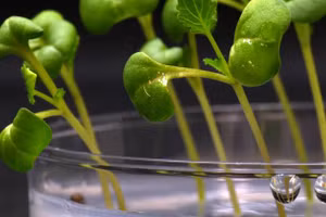 Cây có thể được trồng ở không gian, hoặc trên các hành tinh khác.