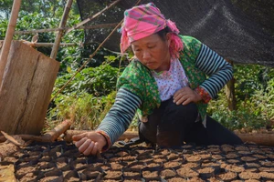 Người dân Tênh Phông đóng bầu, ươm mầm cây để trồng rừng.