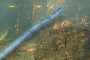 T. maginifica sinh sống trong các rừng ngập mặn.