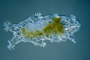 Nghiên cứu mới tập trung vào một nhóm các protein đặc hiệu của gấu nước.