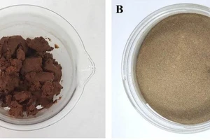 β-glucan tách chiết từ bã men bia và β-glucan thành phẩm. 