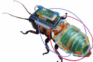 Con gián được gắn ba lô thiết bị và được điều khiển từ xa.