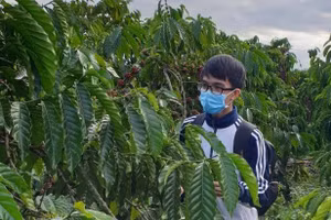 Học sinh 'bắt bệnh' cho cây cà phê