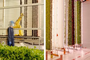 Trang trại thẳng đứng ngốn năng lượng gấp 100 lần nông nghiệp nhà kính.