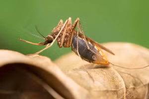 Các nhà khoa học đã biến đổi gen của muỗi Anopheles gambiae.