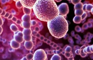 Bệnh liên cầu lợn hình thành do loại vi khuẩn Streptococcus suis gây ra.