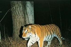 Kkori, con hổ Siberia chiếm trọn tình yêu và thời gian của Park Soo Yong.