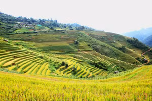 Ngỡ ngàng mùa lúa chín trên những cung đường Tây Bắc