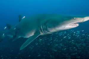 Ngoài khơi bờ biển Bắc Carolina, một con cá mập hổ cát đang săn mồi. 