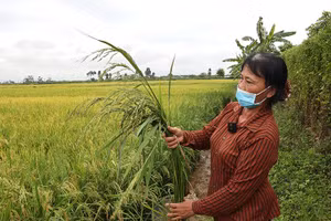 Lúa ma xâm hại ở Hà Nam khiến năng suất trồng lúa của người nông dân giảm nghiêm trọng.
