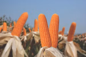 Kỹ thuật sản xuất ngô giống đòi hỏi nhiều công đoạn phức tạp. Ảnh minh họa