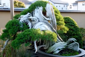 Những cây bonsai lâu đời nhất thế giới