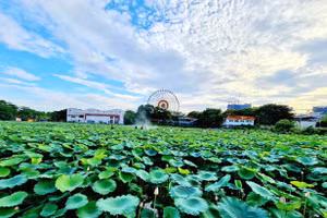 Những ngày cuối tuần, người dân khắp nơi lại nô nức rủ nhau đến phố đi bộ Trịnh Công Sơn để vui chơi và ghi lại những khoảnh khắc đẹp bên những đầm sen chớm nở.