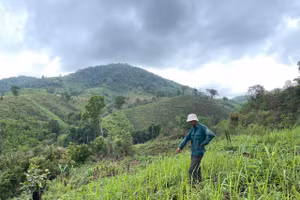 Khu vực Công ty TNHH MTV InnovGreen Kon Tum thuê đất để trồng rừng nguyên liệu hiện đang bị tranh chấp.