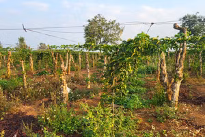 Người dân phường Yên Thế (TP Pleiku) chuyển đổi từ cây cà phê sang chanh dây.