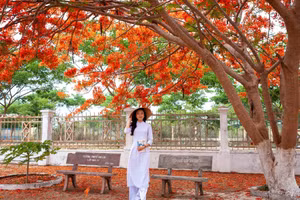 Ngắm cây phượng nở đỏ rực đẹp mê mẩn ở phố núi Gia Lai