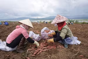 Người dân tất bật thu khoai lang.